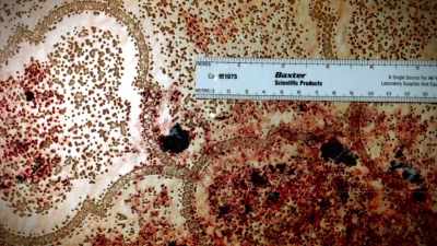 - Detectives, when they are
examining this crime scene, - First Blood