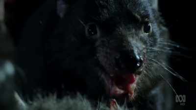 Devils once lived
throughout Australia, - David Attenborough's Tasmania