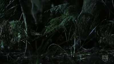 Devils may have a fearsome reputation - David Attenborough's Tasmania