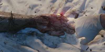 [Dexter]
They were intact enough - Dexter: Original Sin