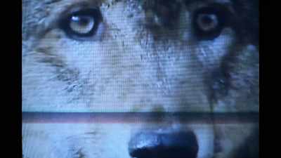 Did you close the doors and windows? - The Wolf House
