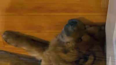 Did you ever see
that "Clash of the Titans" - 2022 American Rescue Dog Show