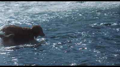 Did you find her?
Where is she? - Homeward Bound: The Incredible Journey