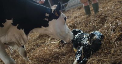 Did she have two black calves? - Cow