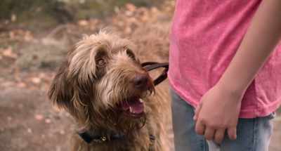 Did I mention his owner - Think Like a Dog