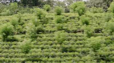 Did you know leaf pickers
in the tea industry - The Good Karma Hospital