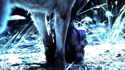 Did you know that raccoons have opposable thumbs? - CSI: Crime Scene Investigation