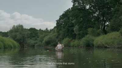 Did you know that storks - The Zone of Interest