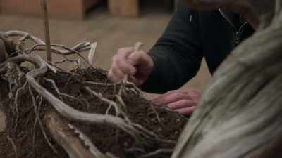Did Weyerhaeuser open the door - Trees and Other Entanglements