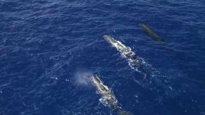 Different clans have different
dietary habits, - Secrets of the Whales