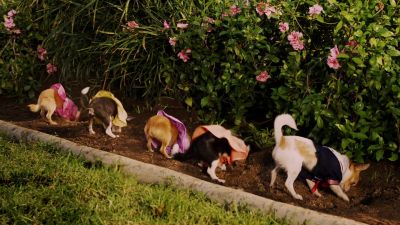 Dig my puppies Dig with passion Dig with love - Beverly Hills Chihuahua 2