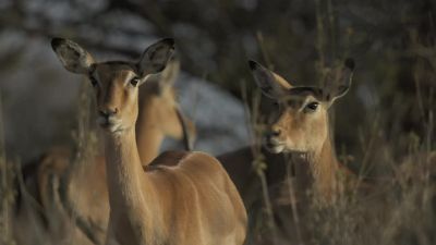 Dik-dik and impala are much smaller, and have no defense. - Chasing the Rains