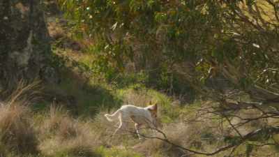 Dingoes - descendants of wolves
that were brought here - Seven Worlds, One Planet