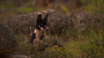 Dingoes work as a pack... - Earth at Night in Color