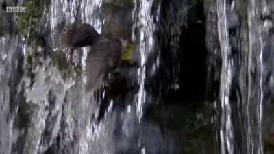 Dippers are found
on the upper reaches - Wales: Land of the Wild