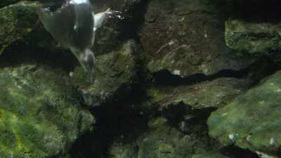Dippers essentially fly underwater. - Wild Nordic