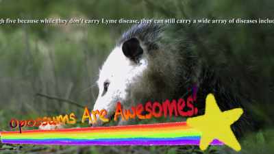 Disclaimer:
Don't give an opossum a high-five. - Absurd Planet