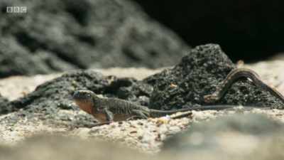 DISCORDANT CLATTER - Planet Earth: A Celebration