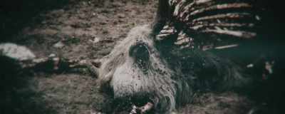 Disease spread among livestock. - Baghead