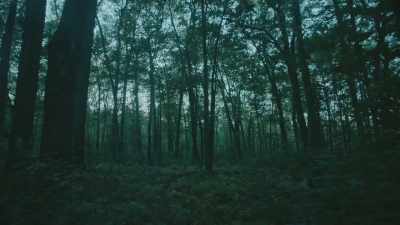 [disembodied whispering]
Roses and lilacs. - The Woods Are Real