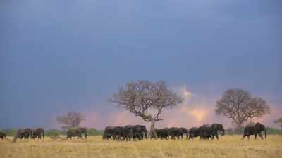 Disneynature's documentary film, Elephant, - In the Footsteps of Elephant