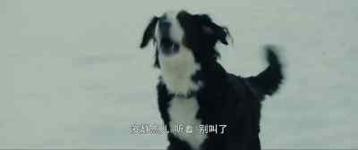 (DISTANT BARKING) - A Dog's Way Home