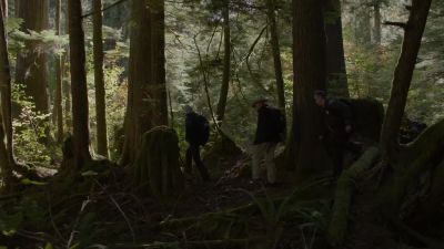 [distant bird cawing] - Twin Peaks