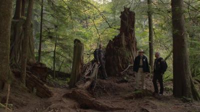 [distant birds calling] - Twin Peaks