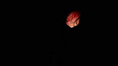 (distant creature whistling) - The Outwaters