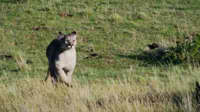 (DISTANT HIGH-PITCHED CALL) - Predators