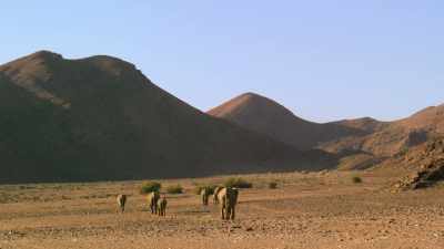 Distant trees are a sign of water. - Our Planet