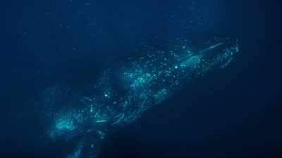 (DISTANT WHALE CALL) - Super/Natural