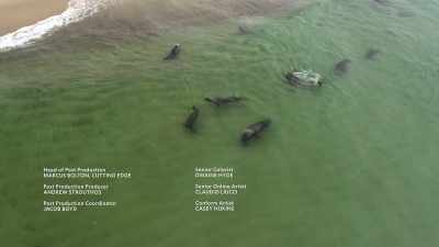 Dit zou betekenen dat wilde dieren... - Return of the White Shark