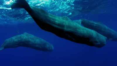 DIVA: That's what makes sperm whales
so interesting. - Welcome to Earth