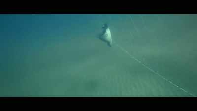 [diver crying] - Envoy: Shark Cull