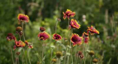 -Diversity is useful - The Pollinators