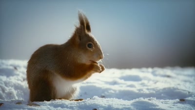 Do you ever get that feeling
you're being watched? - A Year on Planet Earth