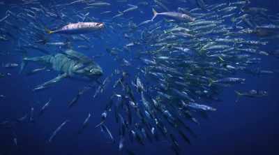 Do they go one step
further and hunt in pairs, - Shark Attack Files