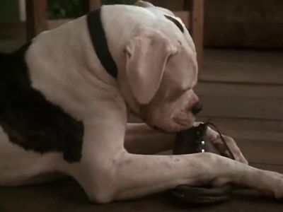 Do you have any idea where that's been - Homeward Bound: The Incredible Journey