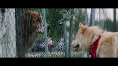Do I know you? - A Dog's Purpose