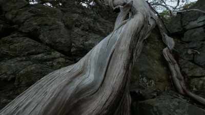 Do you know how many
lifetimes this tree grew? - Trees and Other Entanglements