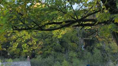 Do you know, and I may mispronounce
this, about Shinrin-Yoku? - Extraordinary Escapes with Sandi Toksvig