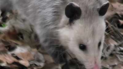 Do you know what an opossum is? - Absurd Planet