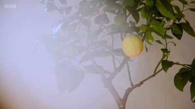 Do you know what? It's gorgeous.
It does look gorgeous. - Amanda & Alan's Italian Job