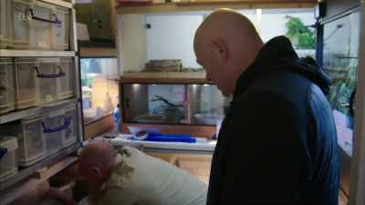Do they like to be handled? - Britain's Tiger Kings - On the Trail with Ross Kemp
