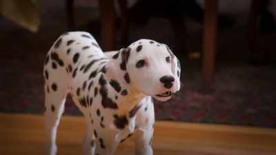 Do not do that again! Booey
does not like small spaces. - Phantom Pups