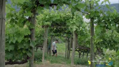 Do you remember in
the fourth grade when - Summer in the Vineyard