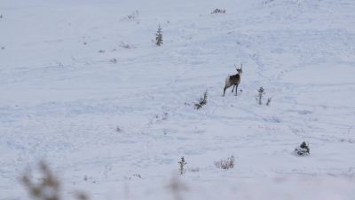 Do you think I can shoulder this or do you think I have to be on the bipod? - Life Below Zero: Next Generation