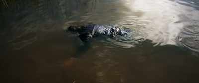 Do you think it
will feel different without him? - Dark Lies the Island