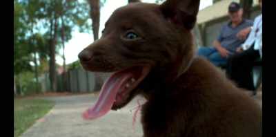 Doesn't matter what you are,
what you look like, - Koko: A Red Dog Story
